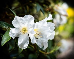 Preview wallpaper rhododendron, flowers, petals, leaves, macro