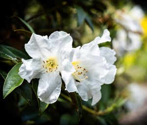 Preview wallpaper rhododendron, flowers, petals, leaves, macro