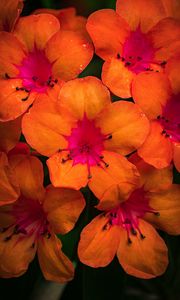 Preview wallpaper rhododendron, flowers, petals, orange