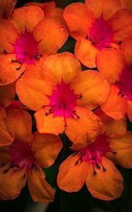 Preview wallpaper rhododendron, flowers, petals, orange