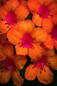 Preview wallpaper rhododendron, flowers, petals, orange