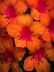 Preview wallpaper rhododendron, flowers, petals, orange