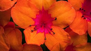 Preview wallpaper rhododendron, flowers, petals, orange