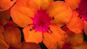 Preview wallpaper rhododendron, flowers, petals, orange