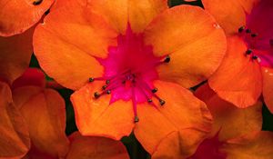 Preview wallpaper rhododendron, flowers, petals, orange