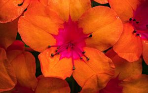 Preview wallpaper rhododendron, flowers, petals, orange