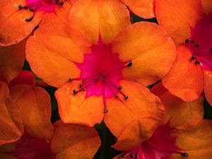 Preview wallpaper rhododendron, flowers, petals, orange