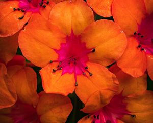 Preview wallpaper rhododendron, flowers, petals, orange