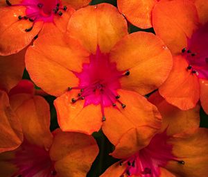 Preview wallpaper rhododendron, flowers, petals, orange