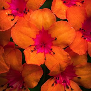 Preview wallpaper rhododendron, flowers, petals, orange