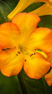 Preview wallpaper rhododendron, flowers, petals, orange, yellow