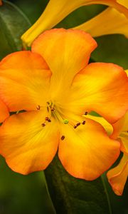 Preview wallpaper rhododendron, flowers, petals, orange, yellow