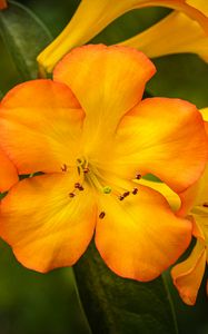 Preview wallpaper rhododendron, flowers, petals, orange, yellow