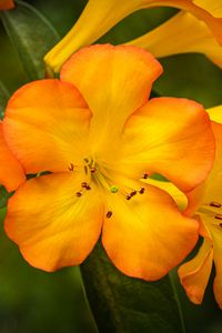 Preview wallpaper rhododendron, flowers, petals, orange, yellow