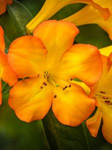 Preview wallpaper rhododendron, flowers, petals, orange, yellow