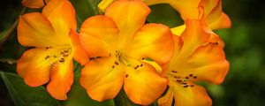 Preview wallpaper rhododendron, flowers, petals, orange, yellow