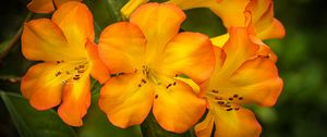 Preview wallpaper rhododendron, flowers, petals, orange, yellow