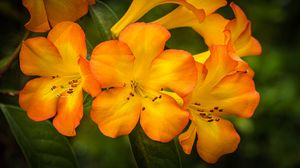 Preview wallpaper rhododendron, flowers, petals, orange, yellow