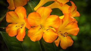 Preview wallpaper rhododendron, flowers, petals, orange, yellow