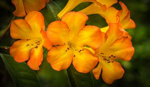 Preview wallpaper rhododendron, flowers, petals, orange, yellow