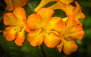 Preview wallpaper rhododendron, flowers, petals, orange, yellow