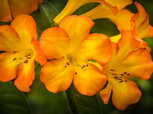 Preview wallpaper rhododendron, flowers, petals, orange, yellow