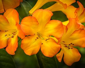 Preview wallpaper rhododendron, flowers, petals, orange, yellow