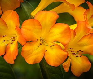 Preview wallpaper rhododendron, flowers, petals, orange, yellow