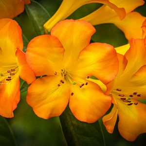 Preview wallpaper rhododendron, flowers, petals, orange, yellow