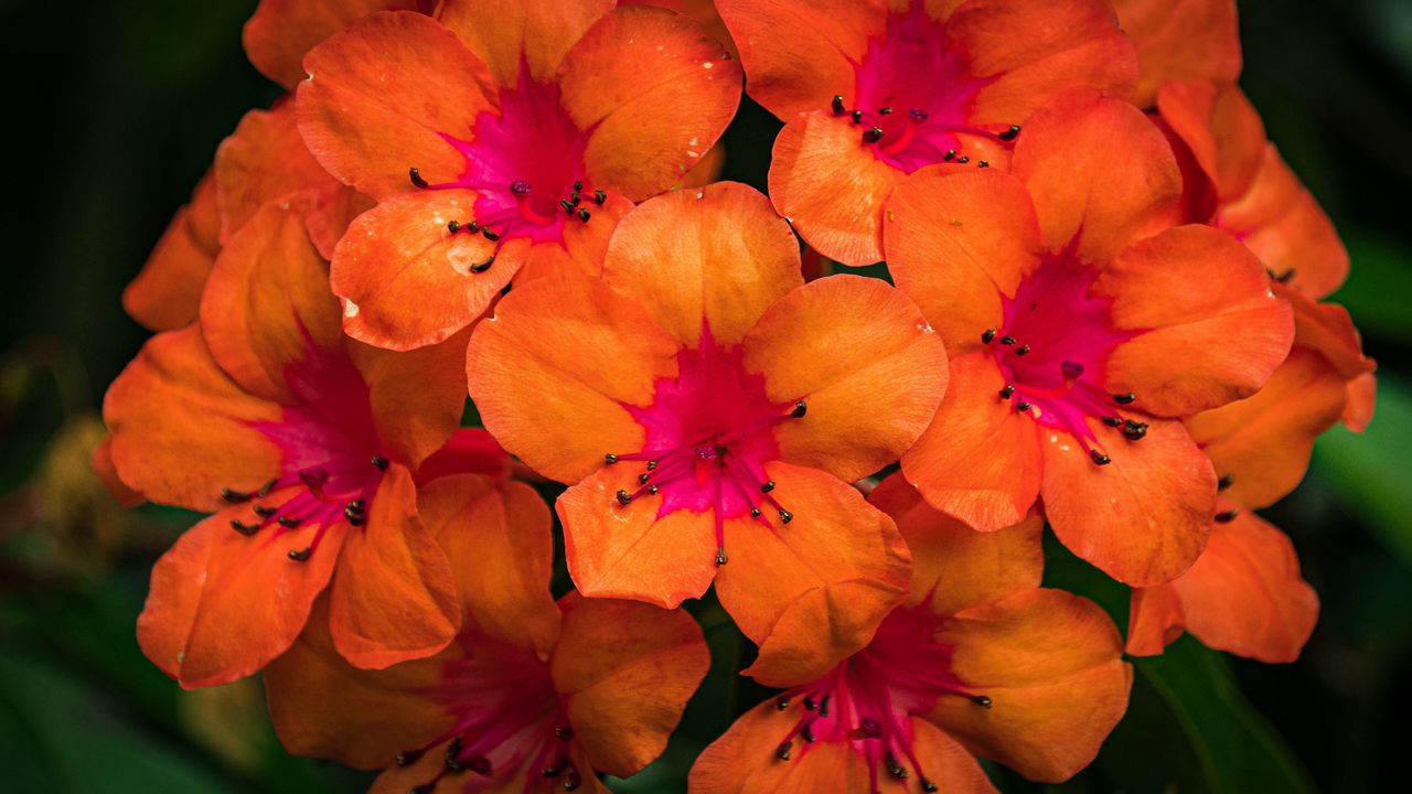 Wallpaper rhododendron, flowers, petals, orange, pink