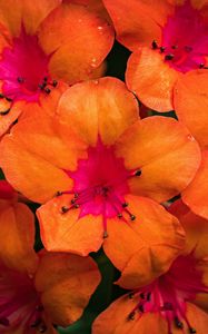 Preview wallpaper rhododendron, flowers, petals, orange, pink