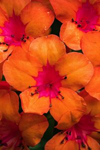 Preview wallpaper rhododendron, flowers, petals, orange, pink