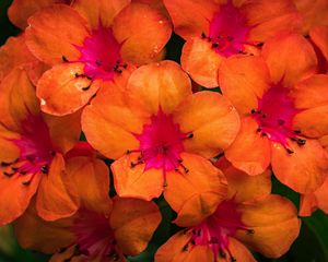 Preview wallpaper rhododendron, flowers, petals, orange, pink