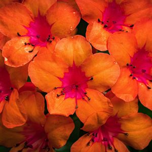 Preview wallpaper rhododendron, flowers, petals, orange, pink