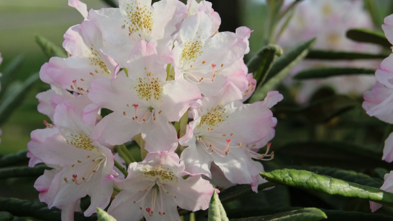 Wallpaper rhododendron, flowers, pink, leaves, nature