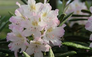 Preview wallpaper rhododendron, flowers, pink, leaves, nature