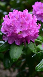 Preview wallpaper rhododendron, flowers, purple, petals