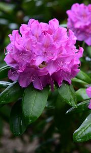 Preview wallpaper rhododendron, flowers, purple, petals