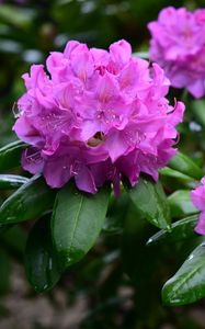 Preview wallpaper rhododendron, flowers, purple, petals