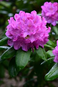 Preview wallpaper rhododendron, flowers, purple, petals