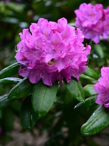 Preview wallpaper rhododendron, flowers, purple, petals