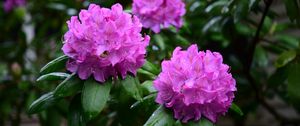 Preview wallpaper rhododendron, flowers, purple, petals