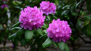 Preview wallpaper rhododendron, flowers, purple, petals