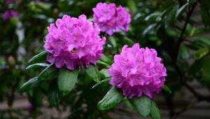 Preview wallpaper rhododendron, flowers, purple, petals