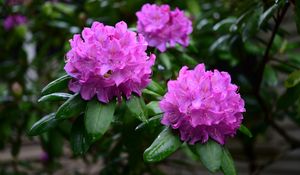 Preview wallpaper rhododendron, flowers, purple, petals