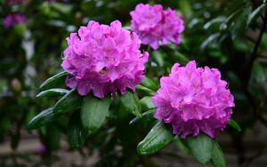 Preview wallpaper rhododendron, flowers, purple, petals