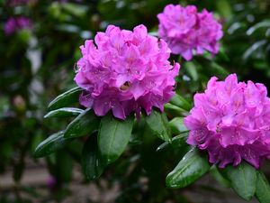 Preview wallpaper rhododendron, flowers, purple, petals