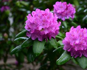 Preview wallpaper rhododendron, flowers, purple, petals