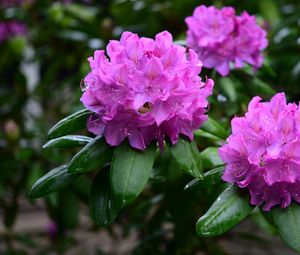 Preview wallpaper rhododendron, flowers, purple, petals