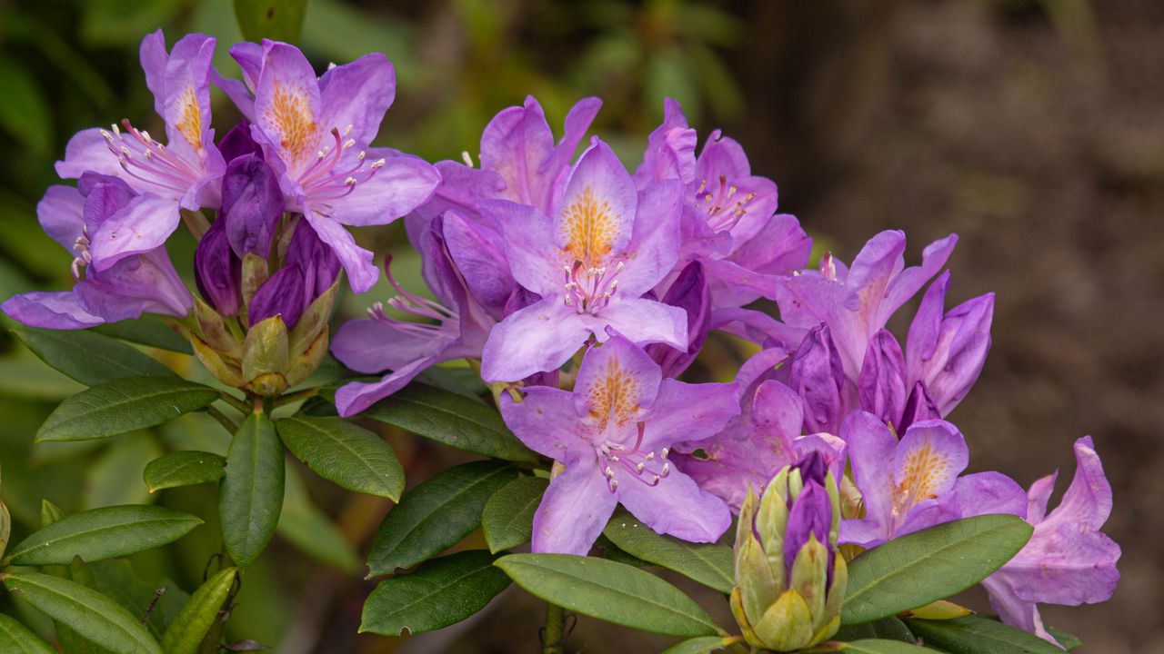 Wallpaper rhododendron, flowers, purple, petals, leaves